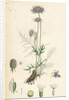 Scabiosa Columbaria Small Scabious by Anonymous