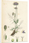 Scabiosa Columbaria Small Scabious by Anonymous