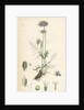 Scabiosa Columbaria Small Scabious by Anonymous