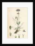 Scabiosa Columbaria Small Scabious by Anonymous