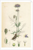 Scabiosa Columbaria Small Scabious by Anonymous