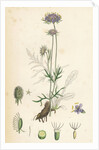 Scabiosa Columbaria Small Scabious by Anonymous