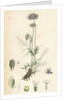 Scabiosa Columbaria Small Scabious by Anonymous