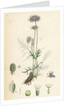 Scabiosa Columbaria Small Scabious by Anonymous