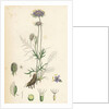 Scabiosa Columbaria Small Scabious by Anonymous