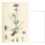 Scabiosa Columbaria Small Scabious by Anonymous