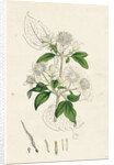 Clematis Vitalba Common Traveller's Joy by Anonymous