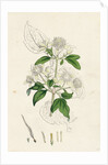 Clematis Vitalba Common Traveller's Joy by Anonymous