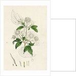 Clematis Vitalba Common Traveller's Joy by Anonymous