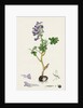 Corydalis Solida Solid Bulbous Fumitory by Anonymous