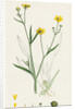 Ranunculus Eu-Flammula Lesser Spearwort by Anonymous