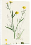 Ranunculus Eu-Flammula Lesser Spearwort by Anonymous