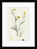 Ranunculus Eu-Flammula Lesser Spearwort by Anonymous