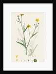 Ranunculus Eu-Flammula Lesser Spearwort by Anonymous