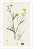 Ranunculus Eu-Flammula Lesser Spearwort by Anonymous