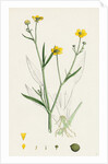 Ranunculus Eu-Flammula Lesser Spearwort by Anonymous