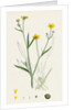 Ranunculus Eu-Flammula Lesser Spearwort by Anonymous