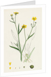 Ranunculus Eu-Flammula Lesser Spearwort by Anonymous