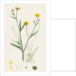 Ranunculus Eu-Flammula Lesser Spearwort by Anonymous