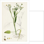 Ranunculus Ophioglossifolius Adder's Tongue-Leaved Crowfoot by Anonymous