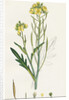 Brassica Tenuifolia Wall Rocket by Anonymous