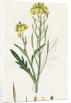 Brassica Tenuifolia Wall Rocket by Anonymous