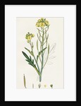 Brassica Tenuifolia Wall Rocket by Anonymous