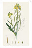 Brassica Tenuifolia Wall Rocket by Anonymous