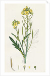 Brassica Tenuifolia Wall Rocket by Anonymous