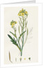 Brassica Tenuifolia Wall Rocket by Anonymous