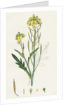 Brassica Tenuifolia Wall Rocket by Anonymous