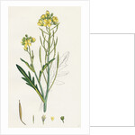 Brassica Tenuifolia Wall Rocket by Anonymous