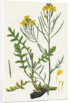 Brassica Cheiranthus Tall Wallflower-Cabbage by Anonymous