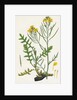 Brassica Cheiranthus Tall Wallflower-Cabbage by Anonymous