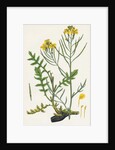 Brassica Cheiranthus Tall Wallflower-Cabbage by Anonymous