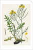 Brassica Cheiranthus Tall Wallflower-Cabbage by Anonymous