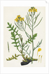 Brassica Cheiranthus Tall Wallflower-Cabbage by Anonymous