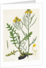 Brassica Cheiranthus Tall Wallflower-Cabbage by Anonymous
