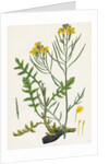 Brassica Cheiranthus Tall Wallflower-Cabbage by Anonymous