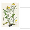 Brassica Cheiranthus Tall Wallflower-Cabbage by Anonymous