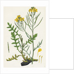 Brassica Cheiranthus Tall Wallflower-Cabbage by Anonymous