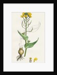 Brassica Rapa Common Turnip by Anonymous