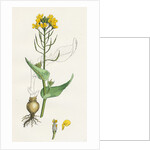 Brassica Rapa Common Turnip by Anonymous