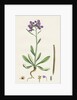 Matthiola Incana Hoary Shrubby Stock by Anonymous