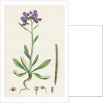 Matthiola Incana Hoary Shrubby Stock by Anonymous