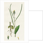 Erysimum Orientale Hare's-Ear Cabbage by Anonymous