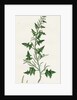 Sisymbrium Polyceratium Prostate Hedge-Mustard by Anonymous