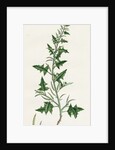 Sisymbrium Polyceratium Prostate Hedge-Mustard by Anonymous