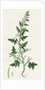 Sisymbrium Polyceratium Prostate Hedge-Mustard by Anonymous