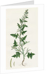 Sisymbrium Polyceratium Prostate Hedge-Mustard by Anonymous